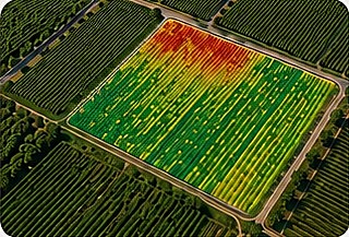Mapa aéreo de vigor del viñedo, coloreado de verde a rojo